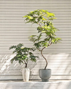 (Testing) Pachira Aquatica