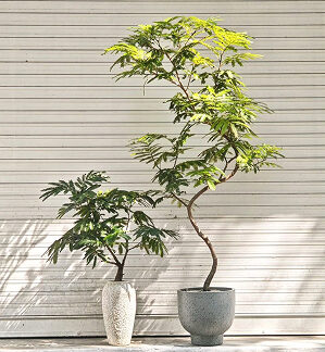 (Testing) Pachira Aquatica