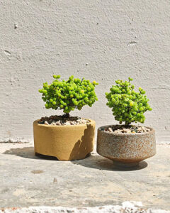 (Testing) Olive Tree japan