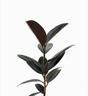 (Testing) Marble Queen