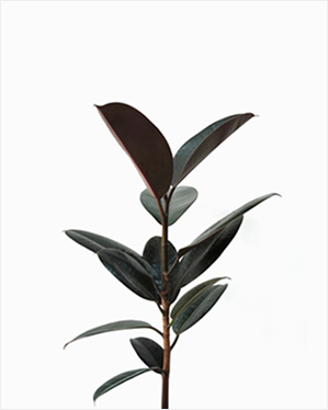 (Testing) Marble Queen