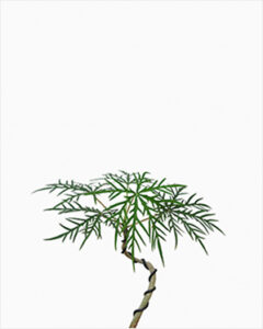 (Testing) Hoop Pine