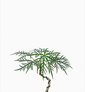 (Testing) Hoop Pine