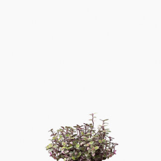 (Testing) Callisia Rosato 'Pink Lady'