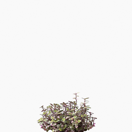 (Testing) Callisia Rosato ‘Pink Lady’