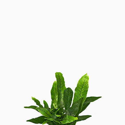 (Testing) Crocodile Ferns (Microsorum Musifolium)