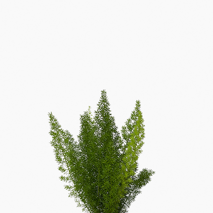 (Testing) Foxtail Fern