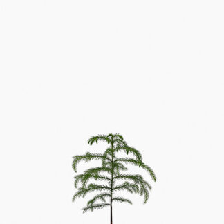 (Testing) Norfolk Island Pine (S)
