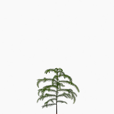 (Testing) Norfolk Island Pine (S)
