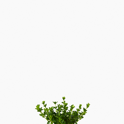 (Testing) Peperomia Rotundifolia