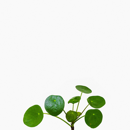 (Testing) Pilea Peperomioides