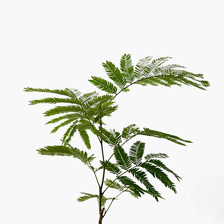 (Testing) Pithecellobium Confertum, Everfresh Tree (Japan)