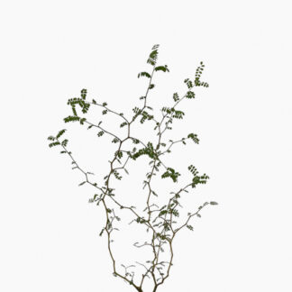 (Testing) Sophora Prostrata