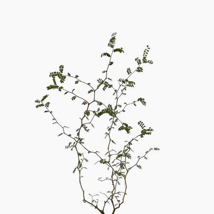 (Testing) Sophora Prostrata