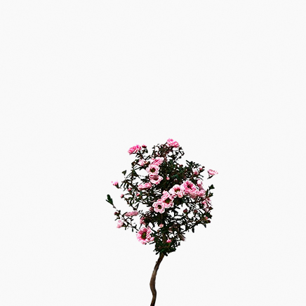 (Testing) Tea Tree, Leptospermum Sieboldii